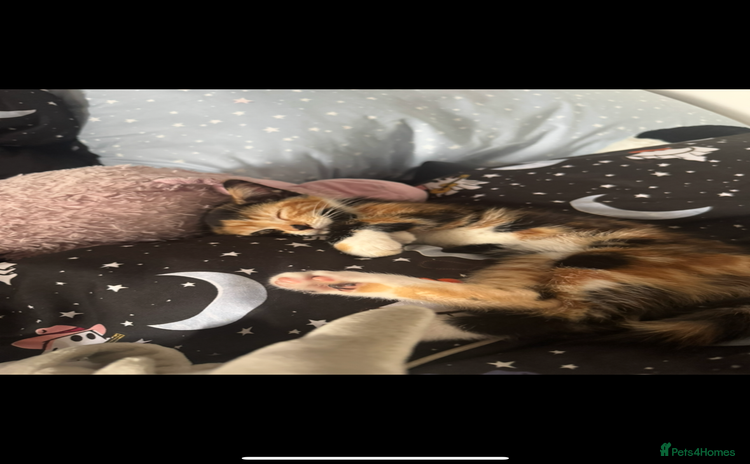 Domestic Shorthair cats - Advert 1