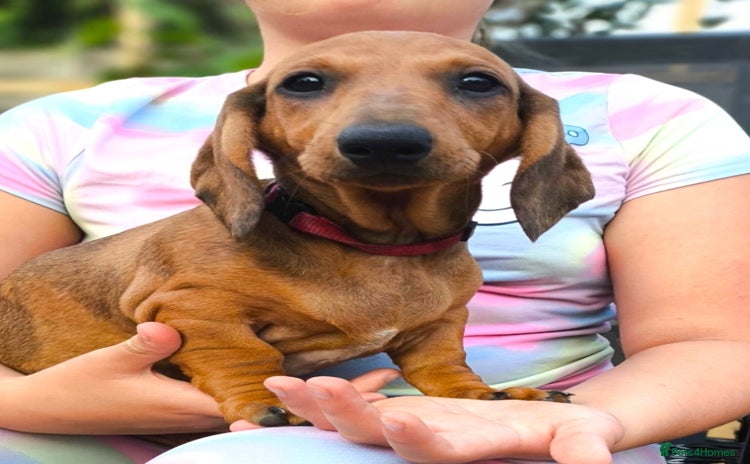 Dachshund dogs in Coventry - Advert 1