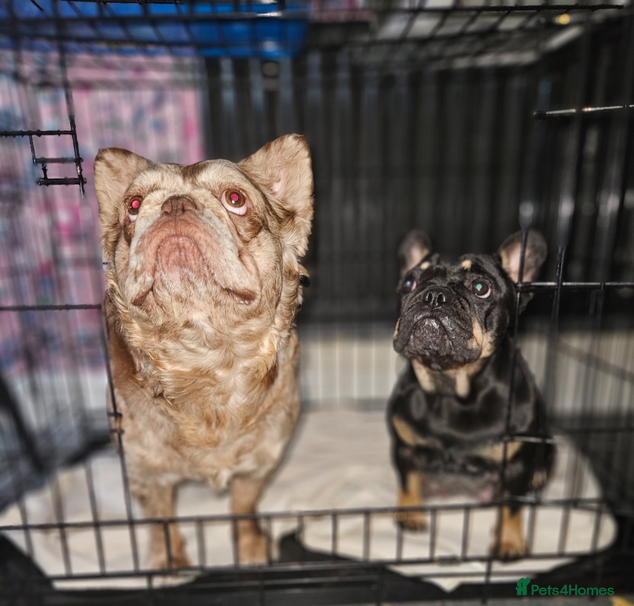 French Bulldog dogs 2 beautiful boys left - Advert 1
