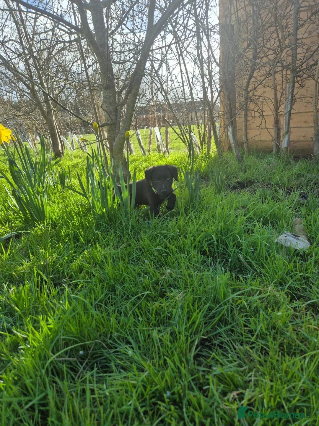 Mixed Breed dogs for sale: One bitch left for sale - Advert 2