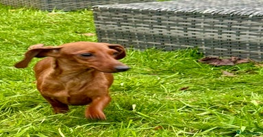 Miniature Dachshund dogs Britney - miniature Dachshund - Advert 11