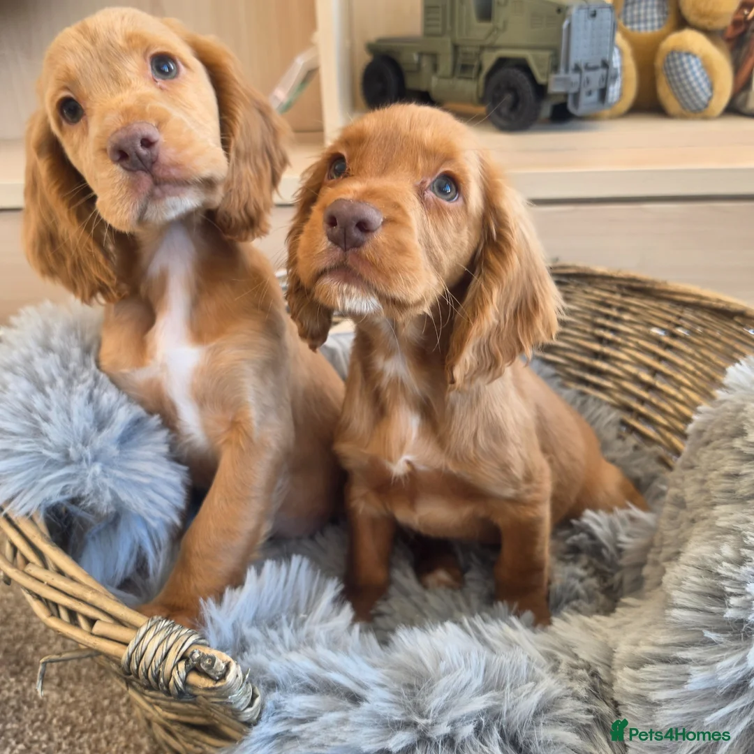 Cocker Spaniel dogs for sale: Working Type Cocker Spaniels  - Advert 1