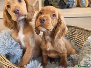 Cocker Spaniel dogs for sale: Working Type Cocker Spaniels - Advert 2