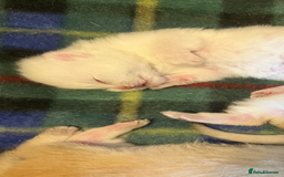 British Shorthair cats for sale: Gorgeous GCCF Ny12 + white kittens  - Image 8