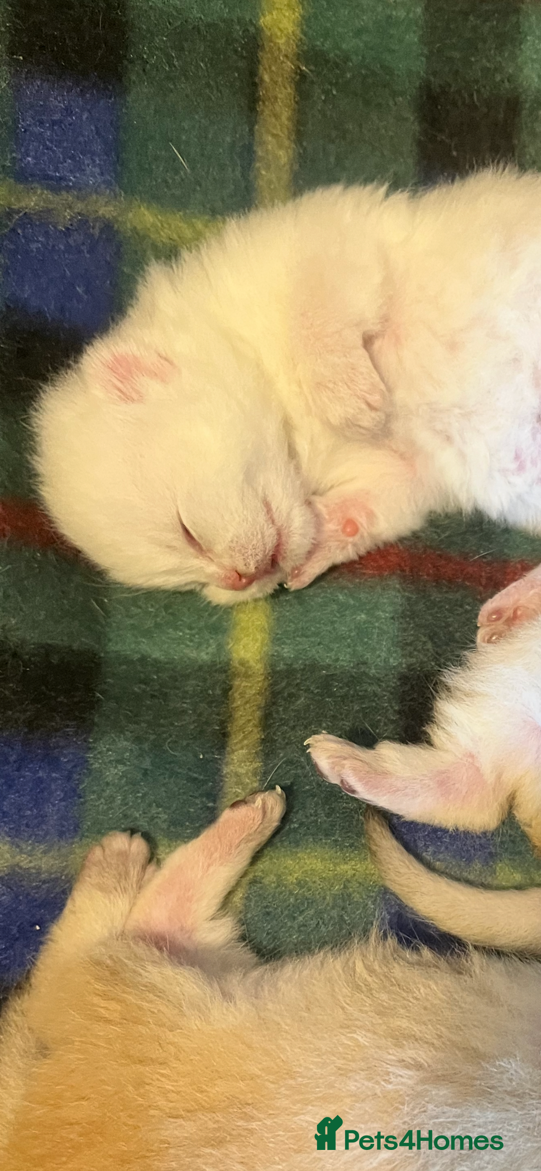 British Shorthair cats for sale: Gorgeous GCCF Ny12 + white kittens  - Image 8