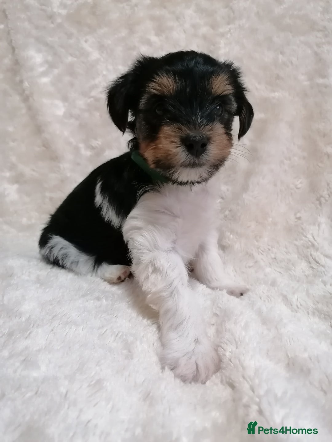 Biewer Terrier dogs for adoption: 🏠❤️ Biewer Puppies Looking for Loving homes - Advert 12