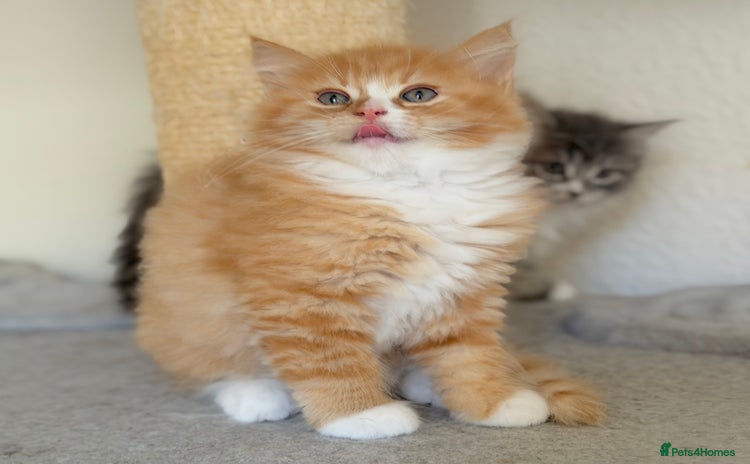 Ragdoll cats - Advert 14