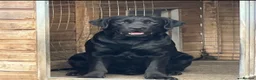Labrador Retriever dogs for stud: Show Chunky Black Male for Stud - Advert 5