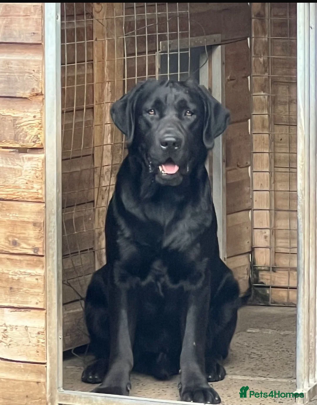 Labrador Retriever dogs for stud: Show Chunky Black Male for Stud - Advert 5
