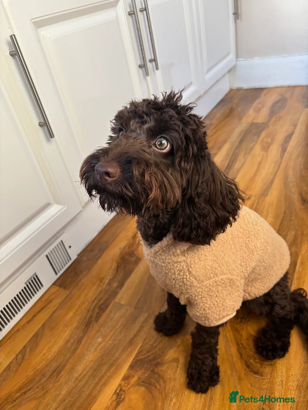Cockapoo dogs for sale: Miniature Chocolate Cockapoo - 10 Months - Advert 4