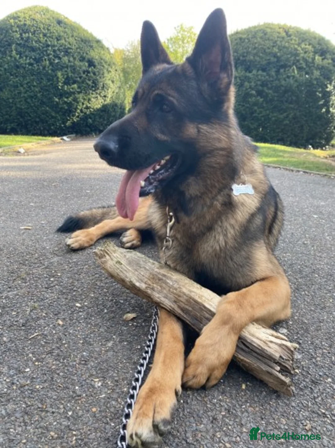 German Shepherd dogs for stud: German Shepherd in Wembley - Advert 10