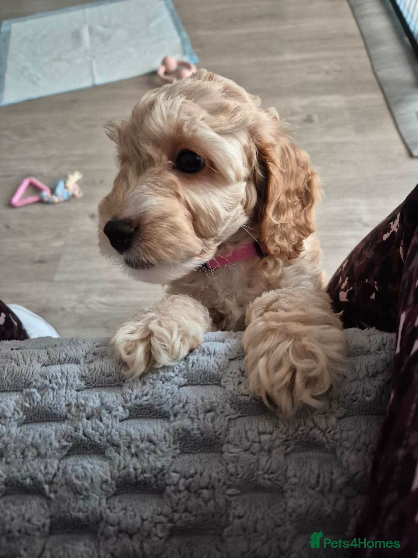Cockapoo dogs Beautiful Cockapoo- 1 Left Reduced - Advert 8