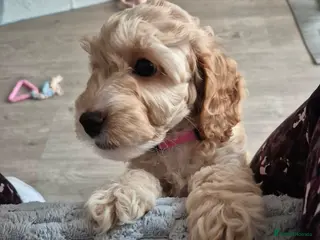 Cockapoo dogs Beautiful Cockapoo- 1 Left Reduced - Advert 1