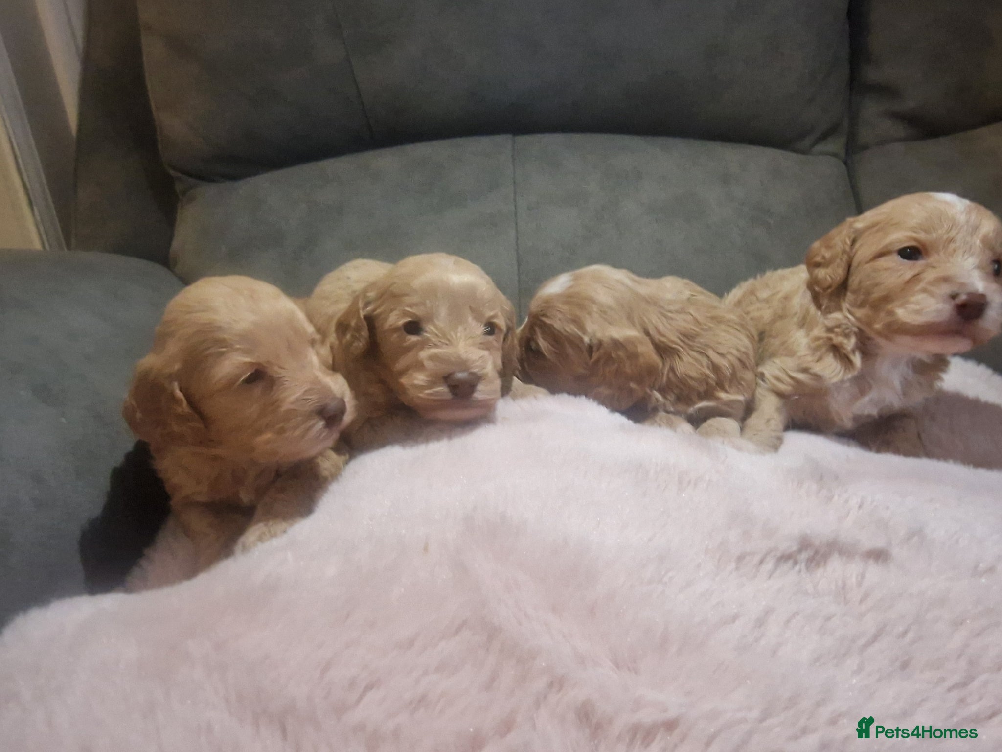 Cockapoo dogs Beautiful cockerpoo pups - Advert 18