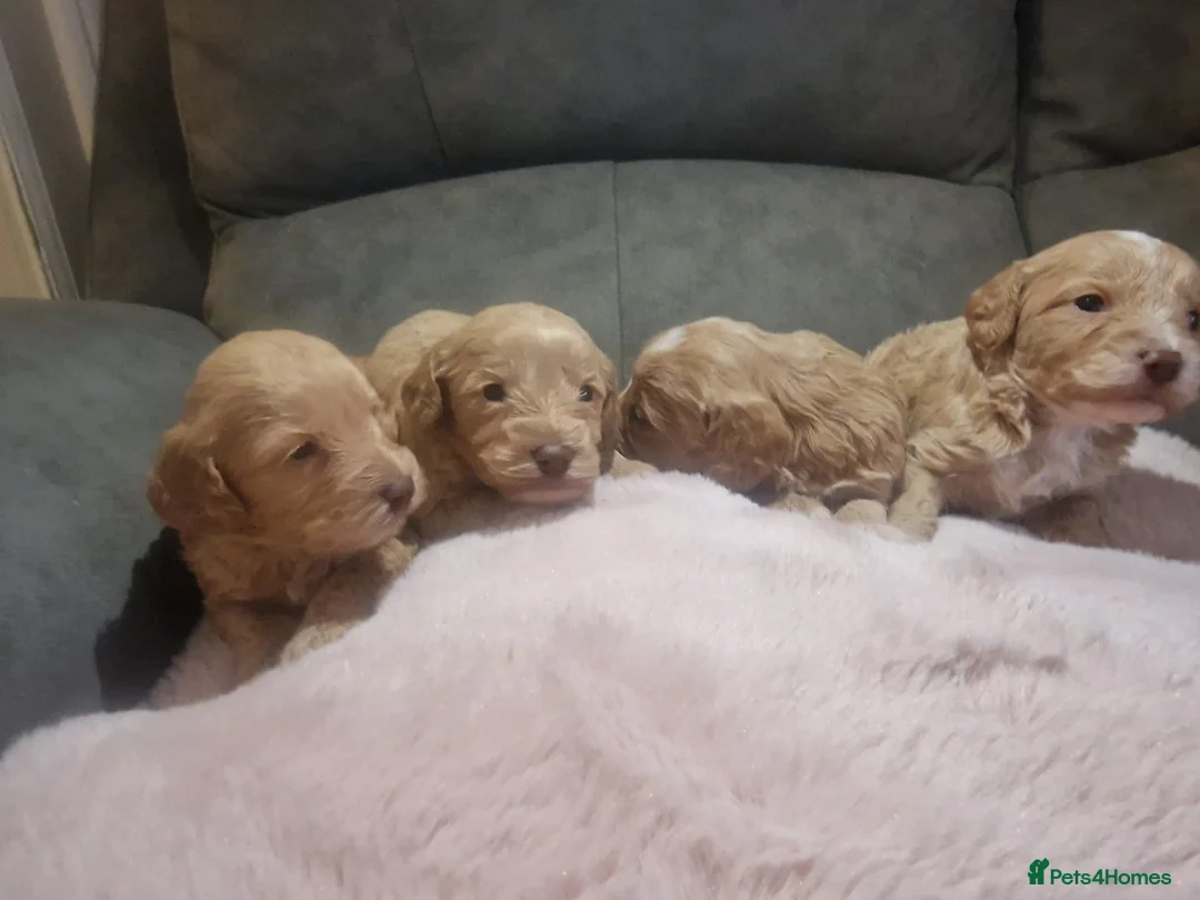 Cockapoo dogs for sale: Beautiful cockerpoo pups in Dorchester - Advert 1