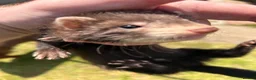 Ferret rodents for sale: Ferrets for sale boys and girls in Newton Aycliffe - Advert 8