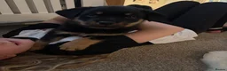 Rottweiler dogs for sale: Full Rottweiler pups  in Derby - Advert 21