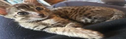 Savannah cats for sale: Beautiful Male Savannah f5 in Alresford - Advert 7