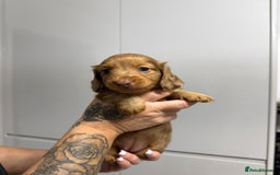 Miniature Dachshund dogs for sale: Beautiful Longhair miniature Dachshund - Image 13