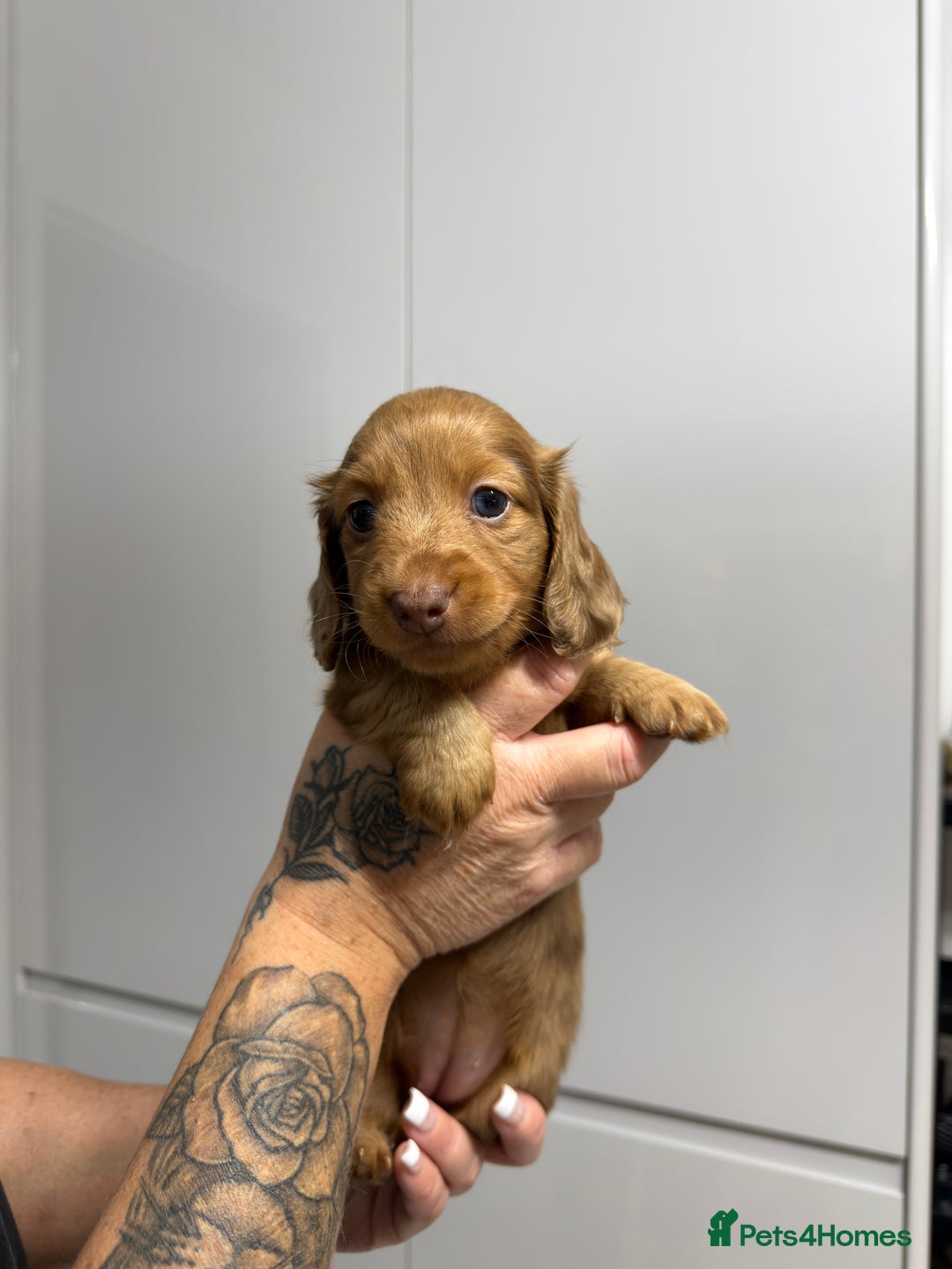 Miniature Dachshund dogs for sale: Beautiful Longhair miniature Dachshund - Image 13