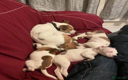 Parson Russell dogs for stud: Parson Russel Terrier stud - Image 4
