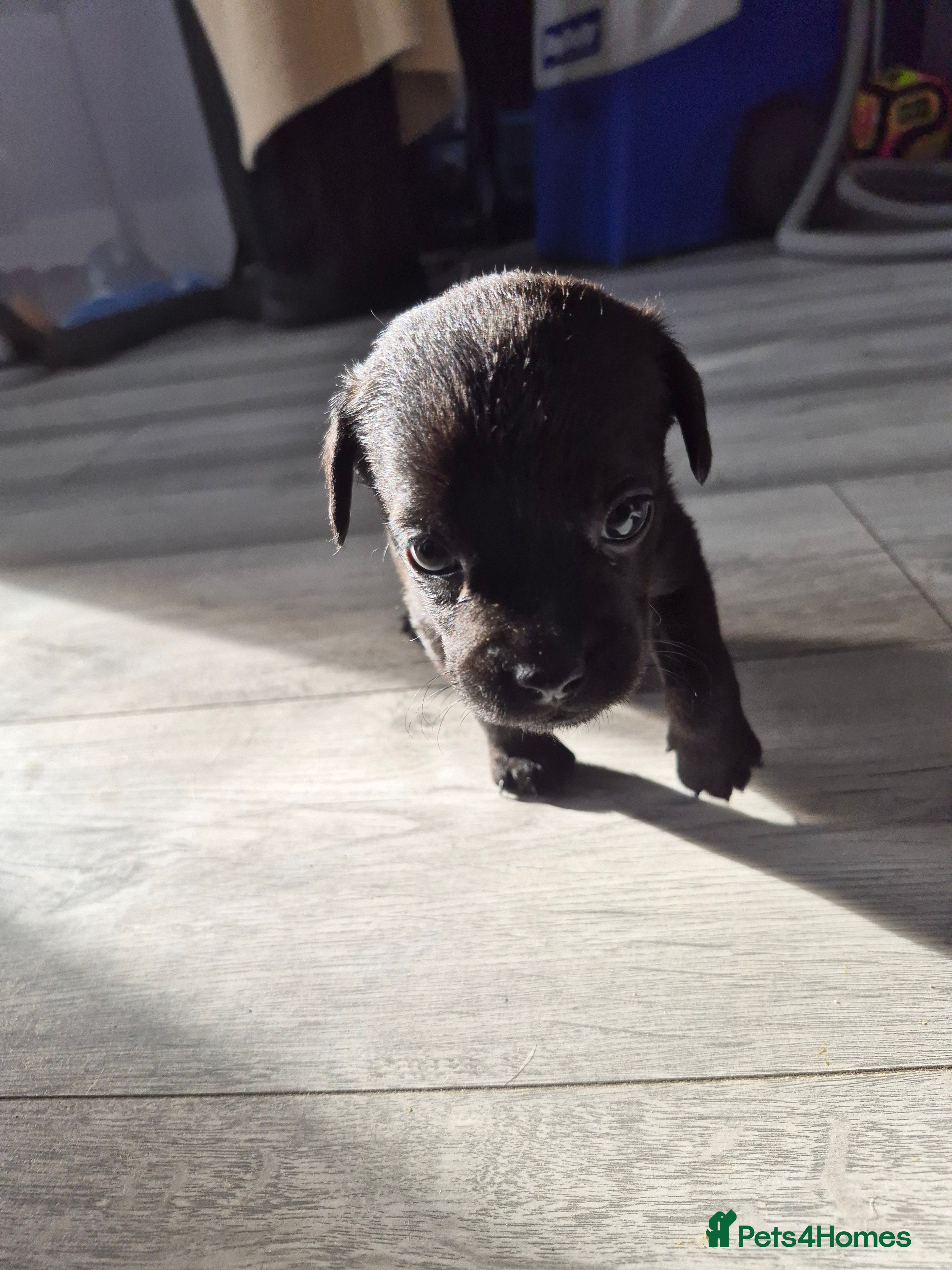 Mixed Breed dogs French bulldog x cockapoo - Advert 2