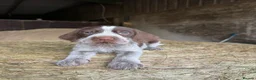 Italian Spinone dogs for sale: Italian Spinone Puppies - Advert 11
