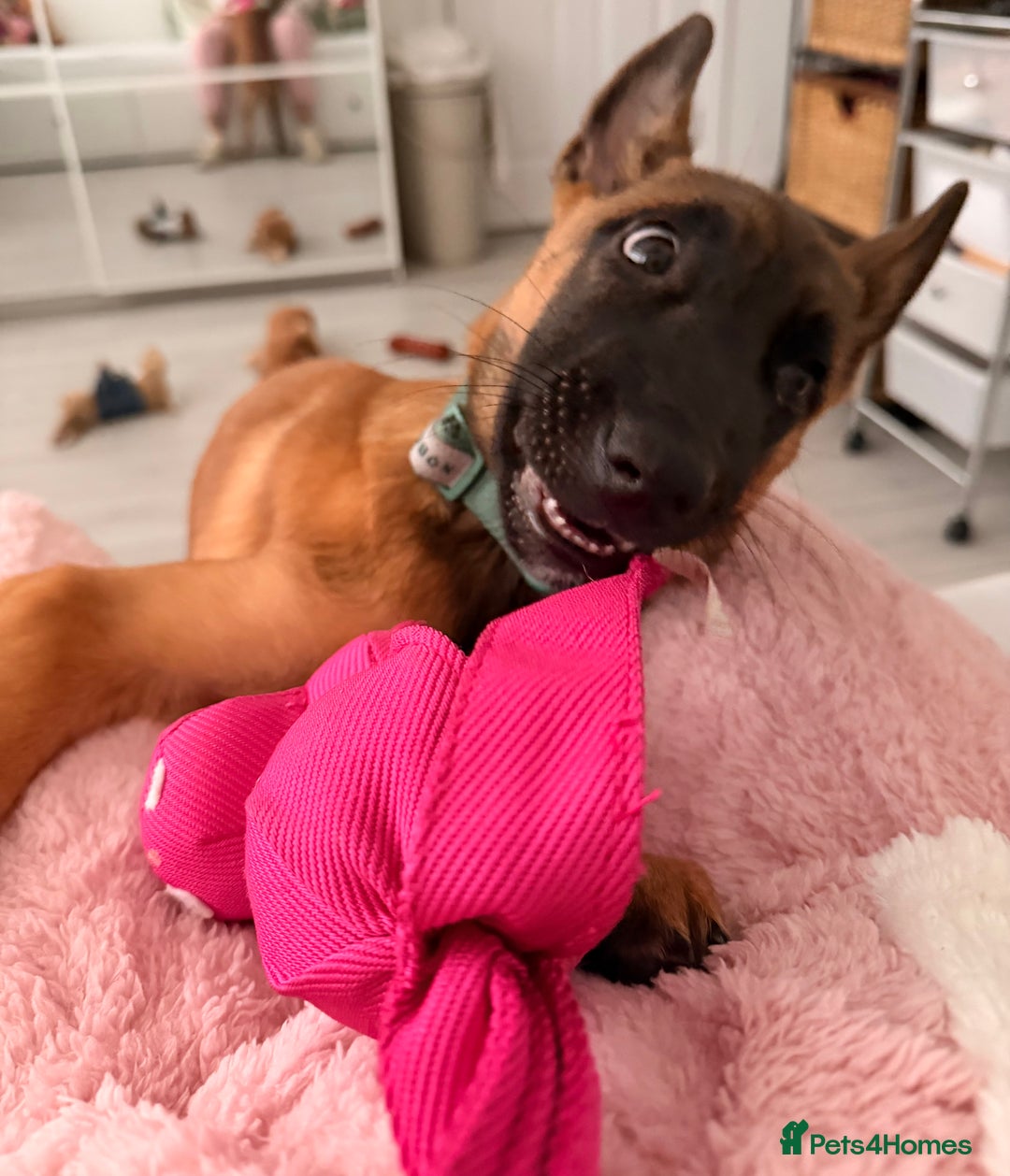 Belgian Shepherd Dog dogs for sale: 4-Month-Old Female Belgian Malinois  - Advert 4