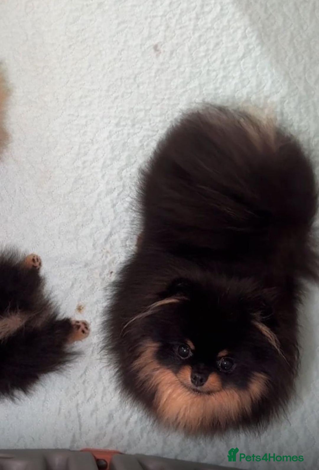 Pomeranian dogs for sale: Pomeranian - Advert 4