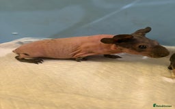 Guinea Pig rodents for sale: Skinny Pigs and Skinny Carriers - Image 16