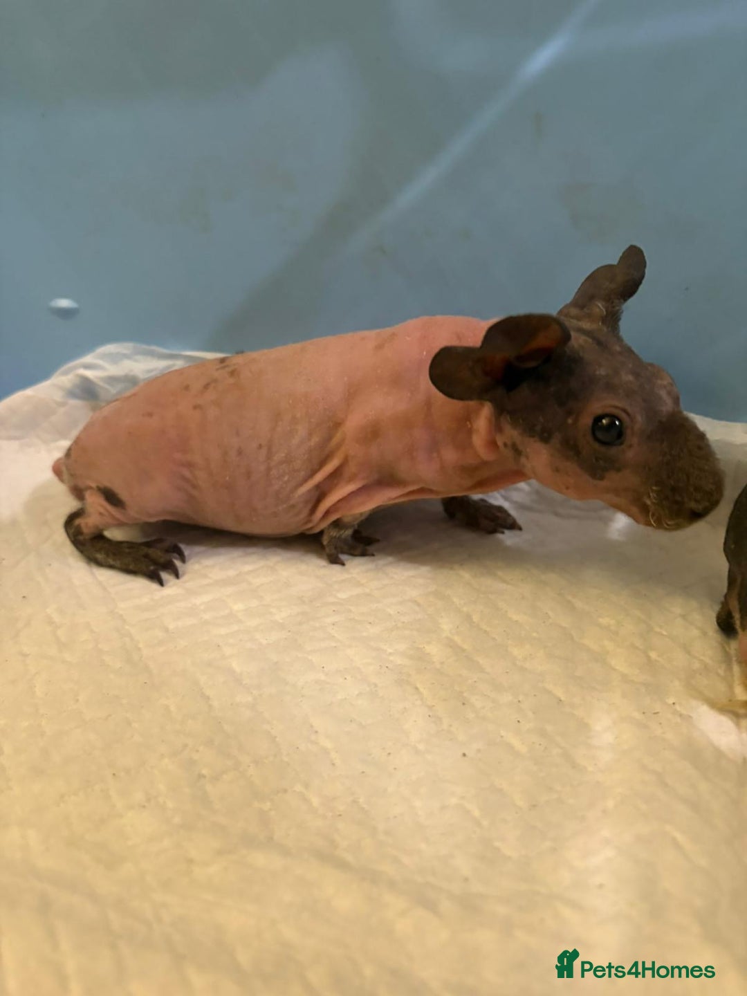 Guinea Pig rodents for sale: Skinny Pigs and Skinny Carriers - Image 16