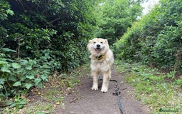 Mixed Breed dogs for adoption: Meet Paddy, currently residing in Cheshire  - Image 11