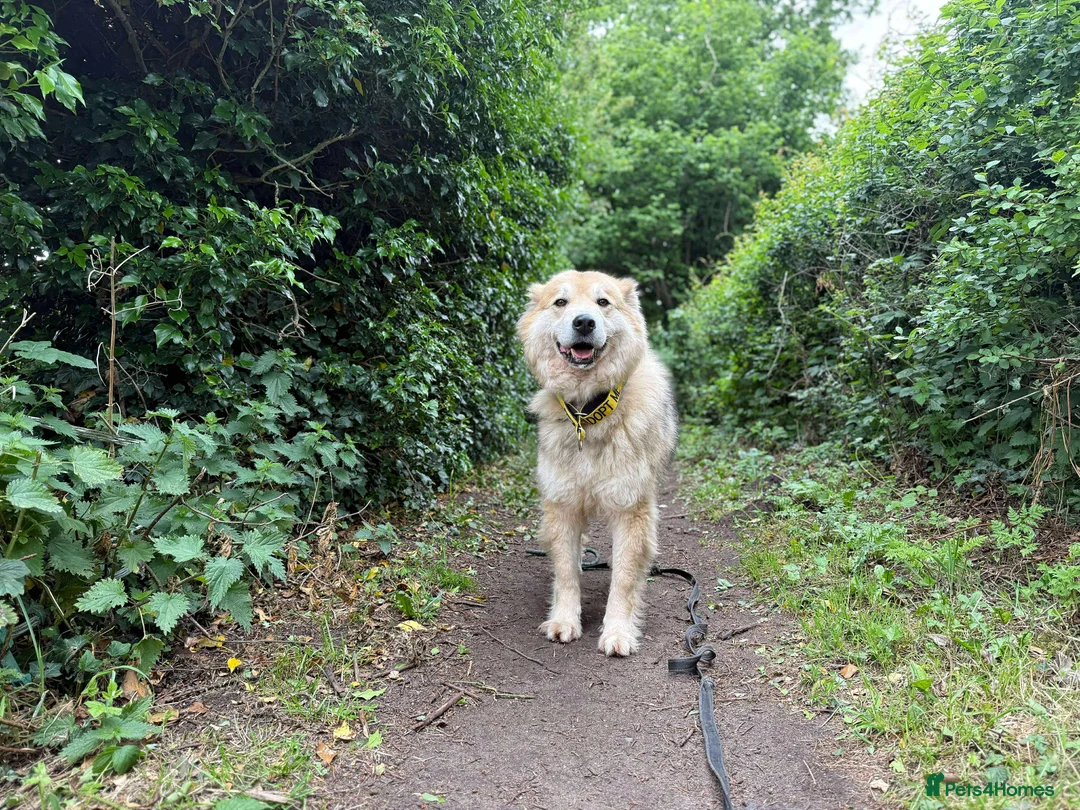 Mixed Breed dogs for adoption: Meet Paddy, currently residing in Cheshire  in Nantwich - Advert 37