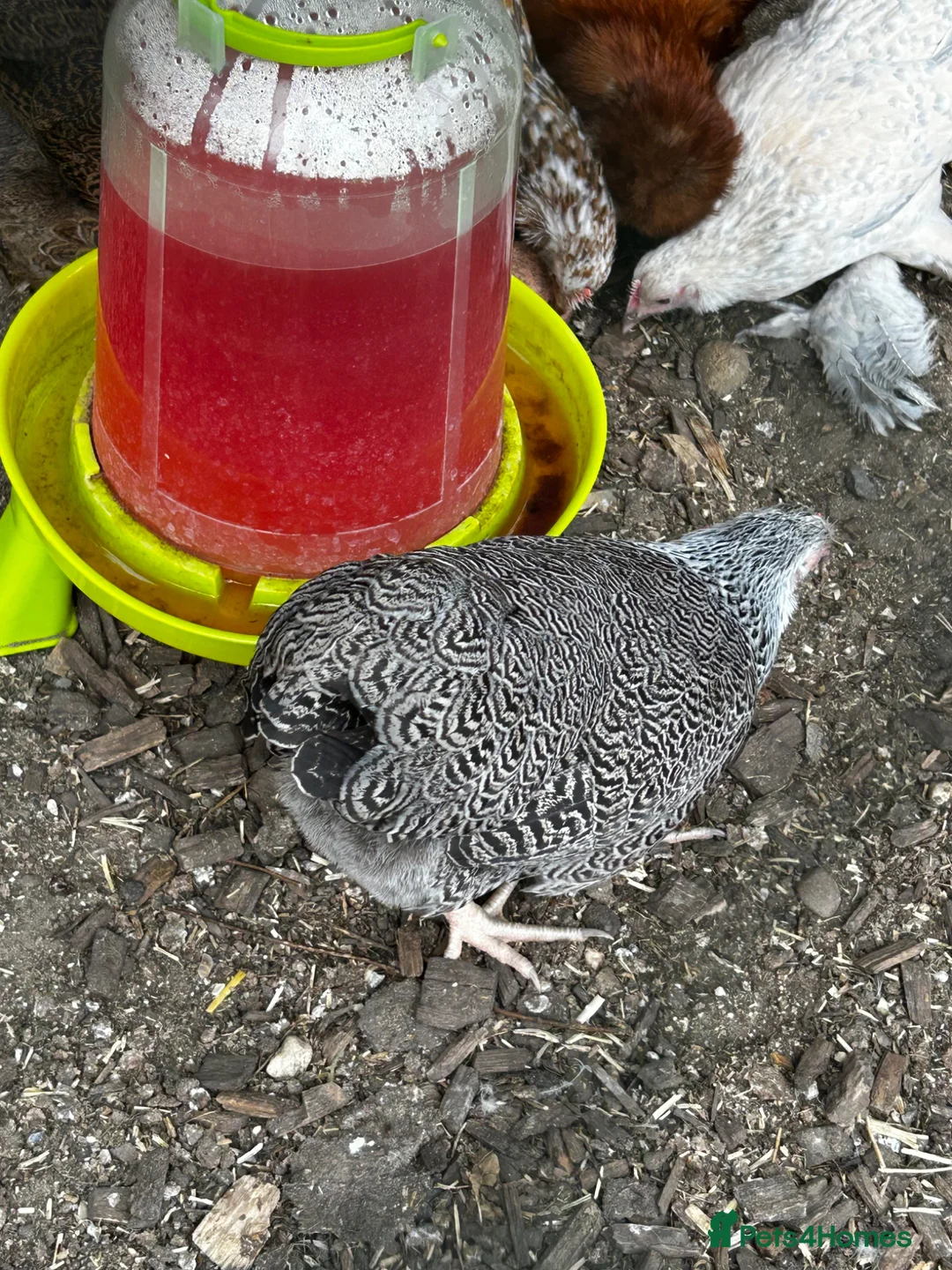 Chickens poultry for sale: 8 point of lay bantams  - Advert 2