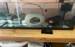 Axolotl reptiles for sale: Axolotl  - Image 2