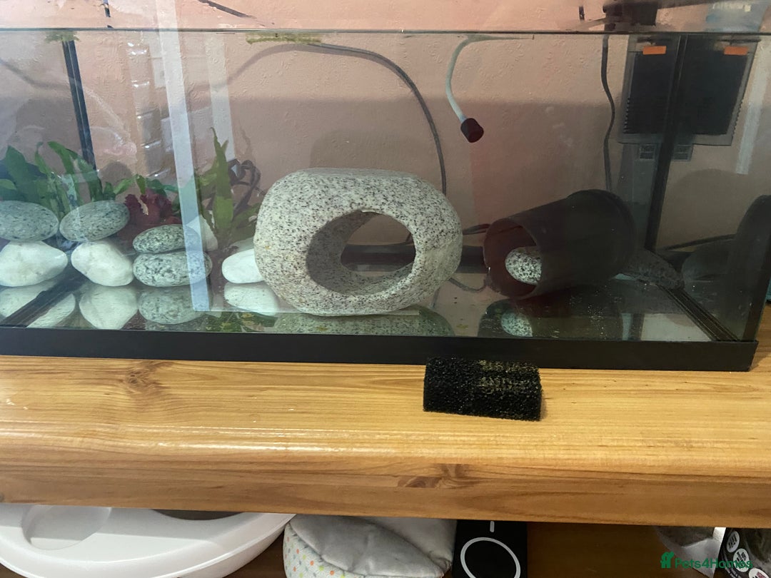 Axolotl reptiles for sale: Axolotl  - Image 2
