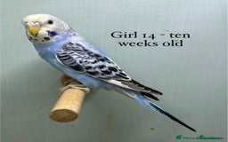 Budgerigars birds for sale: Beautiful baby budgies  - Image 11