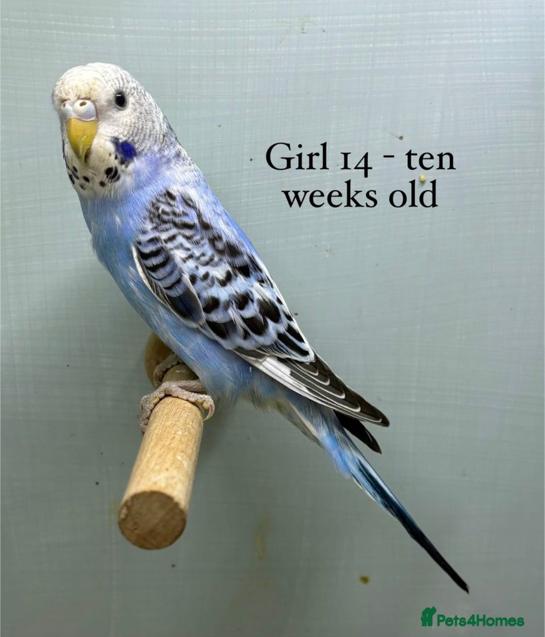 Budgerigars birds for sale: Beautiful baby budgies  - Image 11