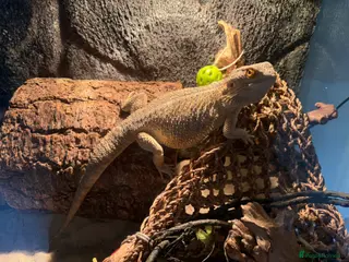 Bearded Dragon reptiles Bearded dragon and full vivarium setup for sale - Advert 1
