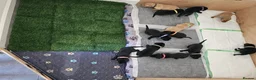 Labrador Retriever dogs for sale: Lovely Labrador puppy’s  in Taunton - Advert 27