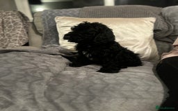 Cockapoo dogs for sale: Cockapoo Puppies - Advert 11