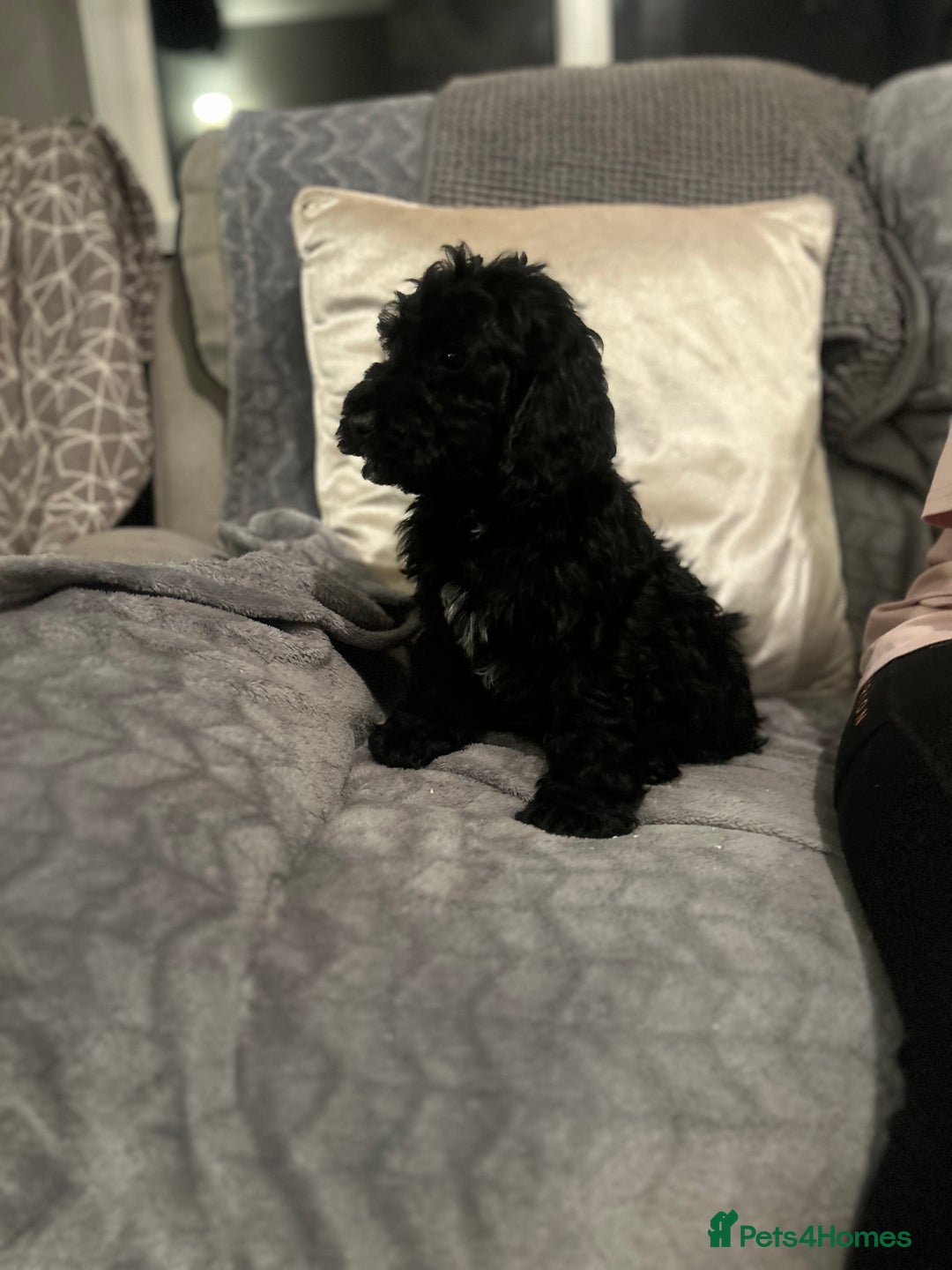 Cockapoo dogs for sale: Cockapoo Puppies - Advert 11