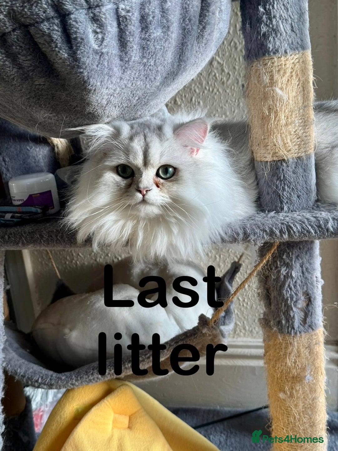 Persian cats for sale: Persian Chinchilla Kittens - Image 11
