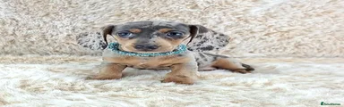 3 Blue and Tan Dapple Girl 