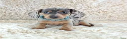 Miniature Dachshund dogs for sale: KC Registered Miniature Dachshund Puppies  - Advert 12