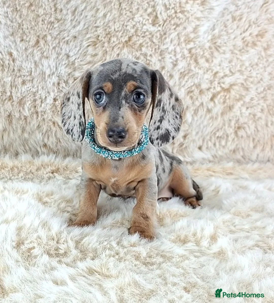 Miniature Dachshund dogs for sale: 💥REDUCED 💥KC Registered Miniature Dachshund  - Advert 18