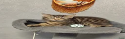 Mixed Breed cats for sale: Beautiful kittens ready for new home - Advert 1