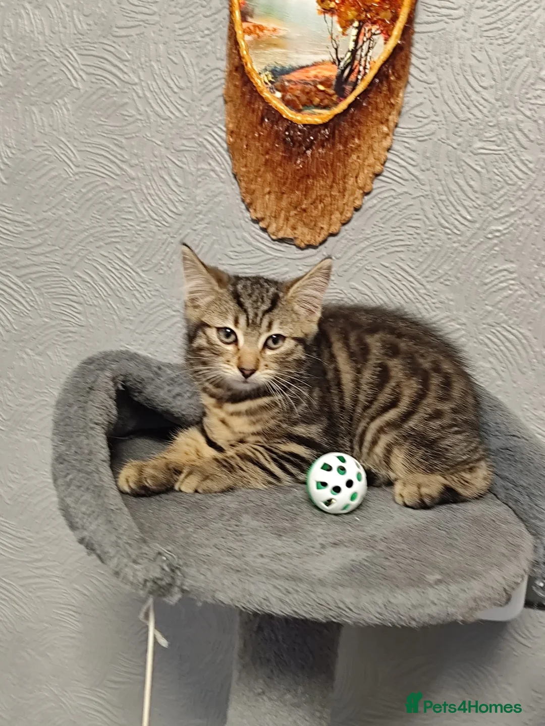Mixed Breed cats for sale: Beautiful kittens ready for new home - Advert 1
