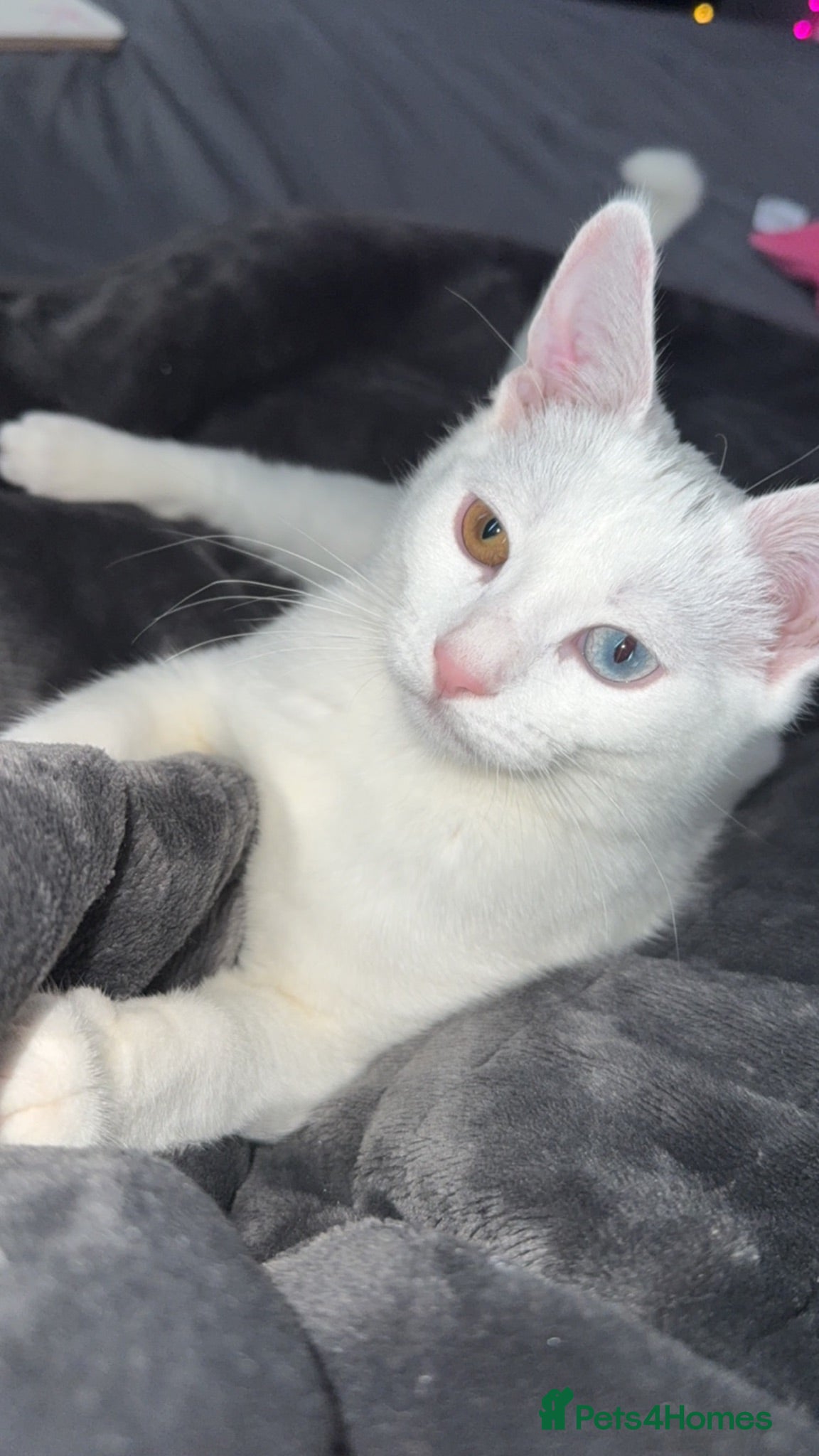 Mixed Breed cats Tabby Kittens For Sale - Advert 1