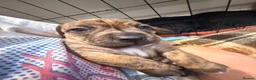 Mixed Breed dogs for sale: Miniature Dachshund X Staffy puppies - Advert 10